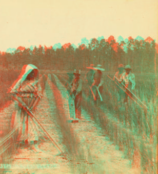 Upland rice. [Hoeing rice.] 1868?-1900?