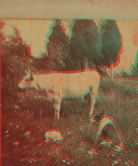 Cow and dog in a pasture