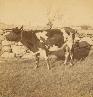 [View of a cow next to stone fence.] 1865?-1885?