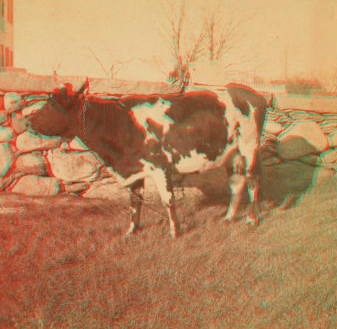 [View of a cow next to stone fence.] 1865?-1885?