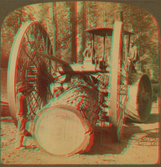 Huge Steam Traction Dray (13 Ft. wheels)hauling logs in a logging camp, California. 1870?-1910? 1870-1910