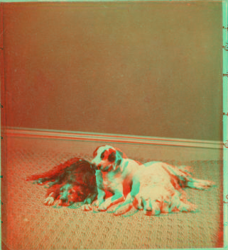 [Studio portrait of 3 dogs.] 1865?-1905?