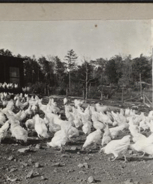 [Flock of chickens.] September 1918 1915-1919
