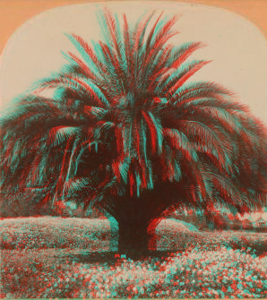 The Date Palm, Pasadena, Cal., U.S.A. 1870?-1906 1897