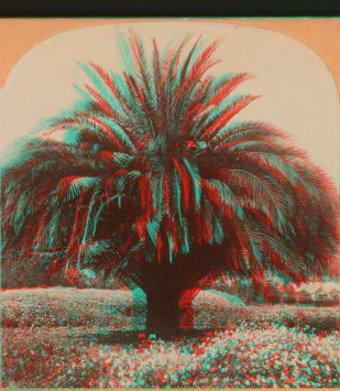 The Date Palm, Pasadena, Cal., U.S.A. 1870?-1906 1897