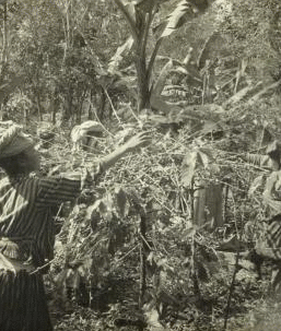 Coffee pickers at work, Planatation Scene in Guadeloupe, French West Indies. [ca. 1910]