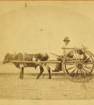 Uncle Lem. [Man in an oxcart.] 1868?-1900?