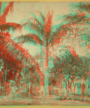 Date Palm [ca. 1900]