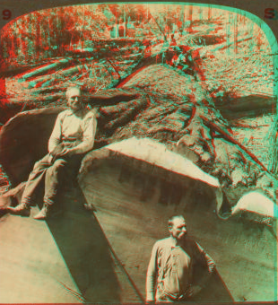 A monster Sequoia just felled at Converse Basin, Cal. 1870?-1910? 1870-1910