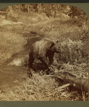Grizzly Bear at home in the wooded wilderness of famous Yellowstone Park, U.S.A. 1901, 1903, 1904