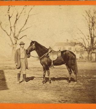 Jeff. Davis, one of Gen. Grant's saddle horses. Taken at City Point, Va. 1861-1865