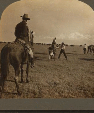 Method of Throwing a Cow - on the Palodoro Ranch, Palodura, Texas, U.S.A. 1865?-1915? 1905