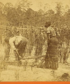 Ploughing rice. [Plowing rice.] 1868?-1900?