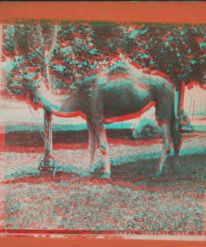 Camel, Central Park, N.Y. [1865?-1901?]