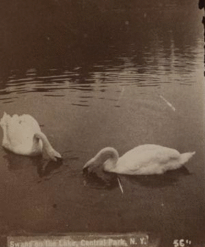 Swans on the lake, Central Park, N.Y. [1865?-1905?]