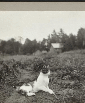[Cat sitting in a field.] 1915-1919 1918
