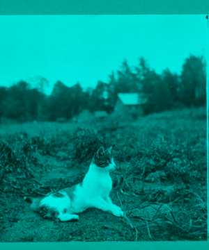 [Cat sitting in a field.] 1915-1919 1918