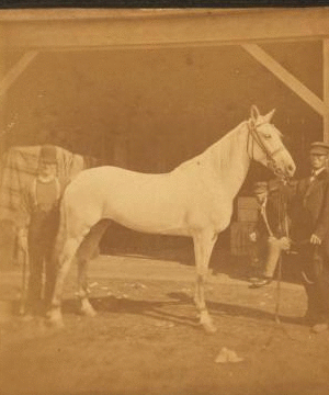 [Groom and horse "Belle" of Philadelphia.] 1876 1860?-1876