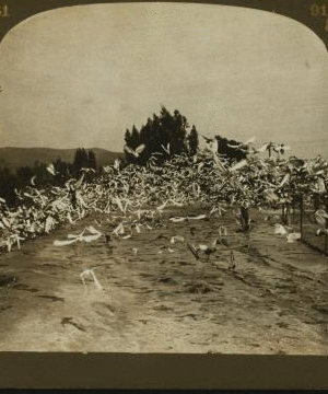 A Vast cloud of pigeons returning from feeding ground. Pigeon Farm, Los Angeles, Cal., U.S.A. 1870?-1906 1905
