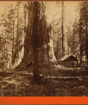 Galen's Hospice, Mariposa Grove, Mariposa County, Cal. 1867-1874 1867?-1874?