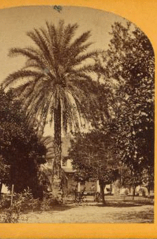 Date Palm, Estate of M. J. Brown, Esq. [ca. 1870] 1873?-1895?