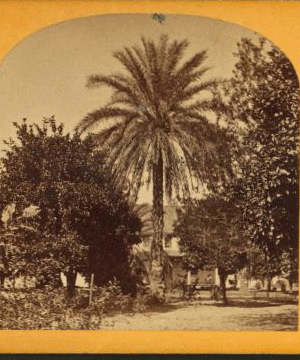 Date Palm, Estate of M. J. Brown, Esq. [ca. 1870] 1873?-1895?