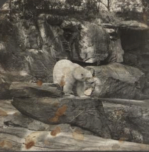 Polar bear, Bronx Park, New York City. [1860?-1915?]