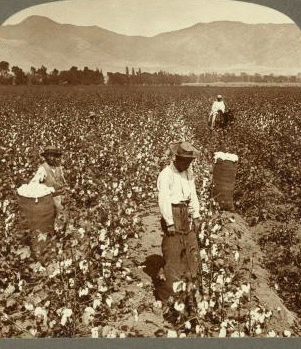 Picking cotton with Chinese labor on irrigated land at the foot of the Andes, Vitarte, Peru. [ca. 1900]