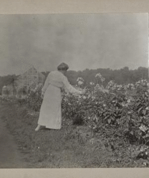 [Woman looking at flowers.] 1917 1915-1919