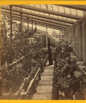 [Green House in Shaw's Garden, St. Louis, Mo.] 1870?-1900? 1866-1874