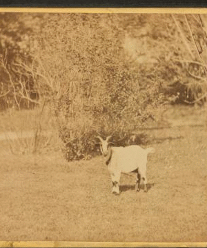 [View of a goat.] 1860?-1869?