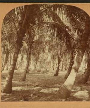Cocoanut (Coconut) Grove, Lake Worth, Fla. 1870?-1905?